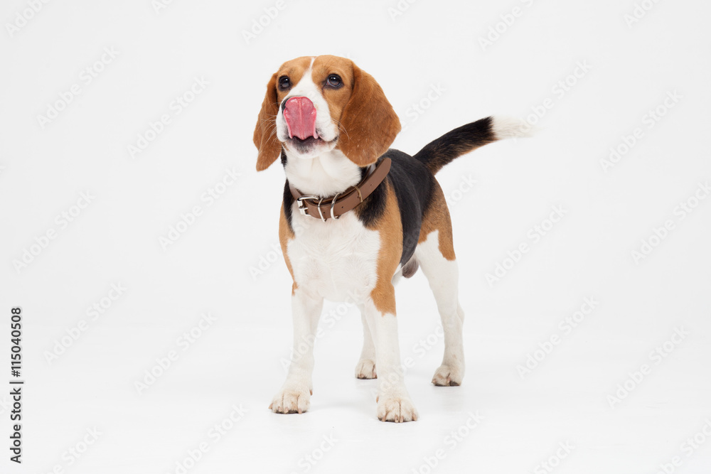 a beagle licking into the camera
