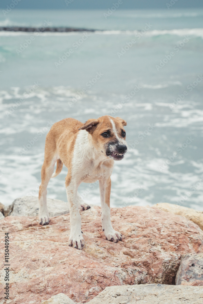 Stray dog on the empty beach, gloomy day Stray dog on the empty beach, gloomy day