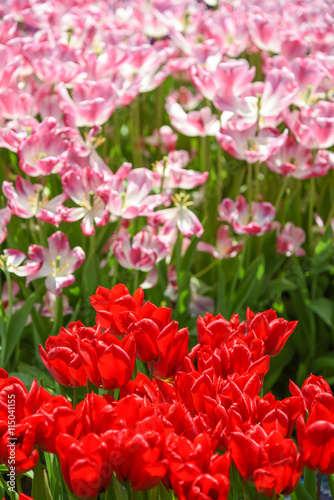 Red and pink tulips in the garden