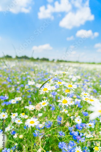 Blue cornflower flowers