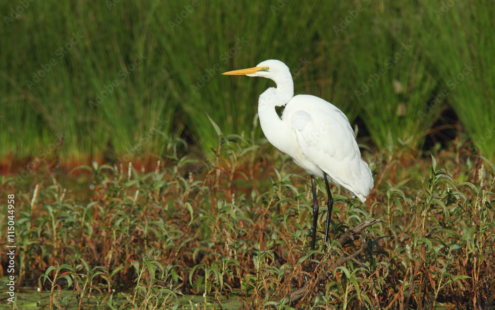 Australian Eastern Great Egret standing on the edge of an Australian billabong wetland habitat Australian Eastern Great Egret standing on the edge of an Australian billabong wetland habitat