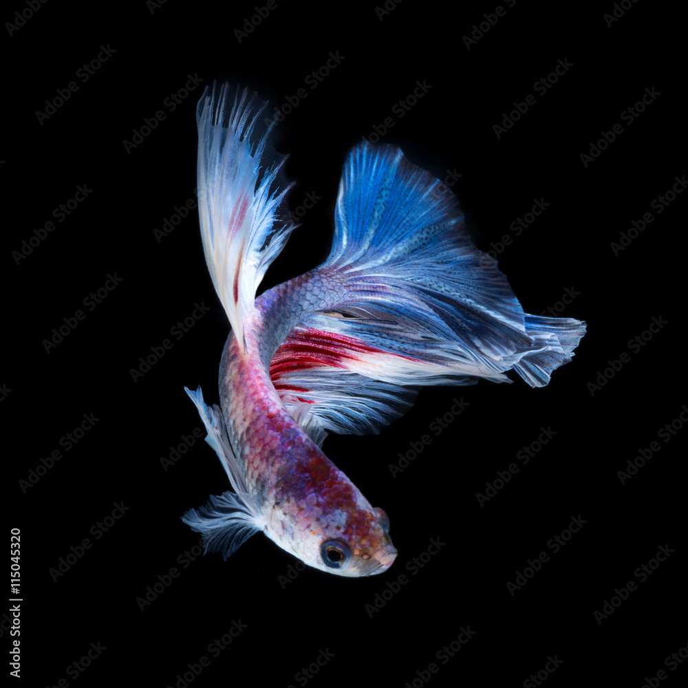 Fototapeta premium Betta fish. Capture the moving moment of red-blue siamese fighti