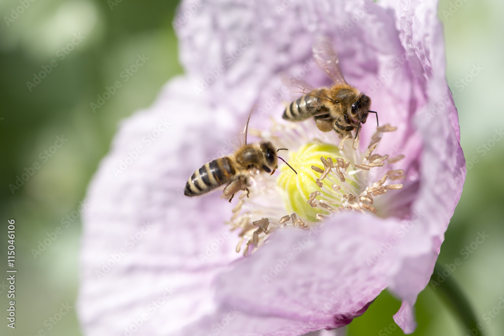 Westliche Honigbiene beim Pollensammeln auf rosa Mohn Westliche Honigbiene beim Pollensammeln auf rosa Mohn