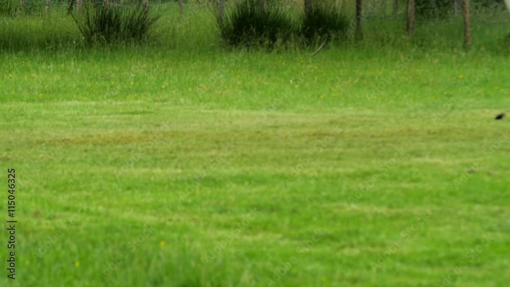 Slow motion view of low trajectory clay pigeon targets shattered by shotgun Slow motion view of low trajectory clay pigeon targets shattered by shotgun