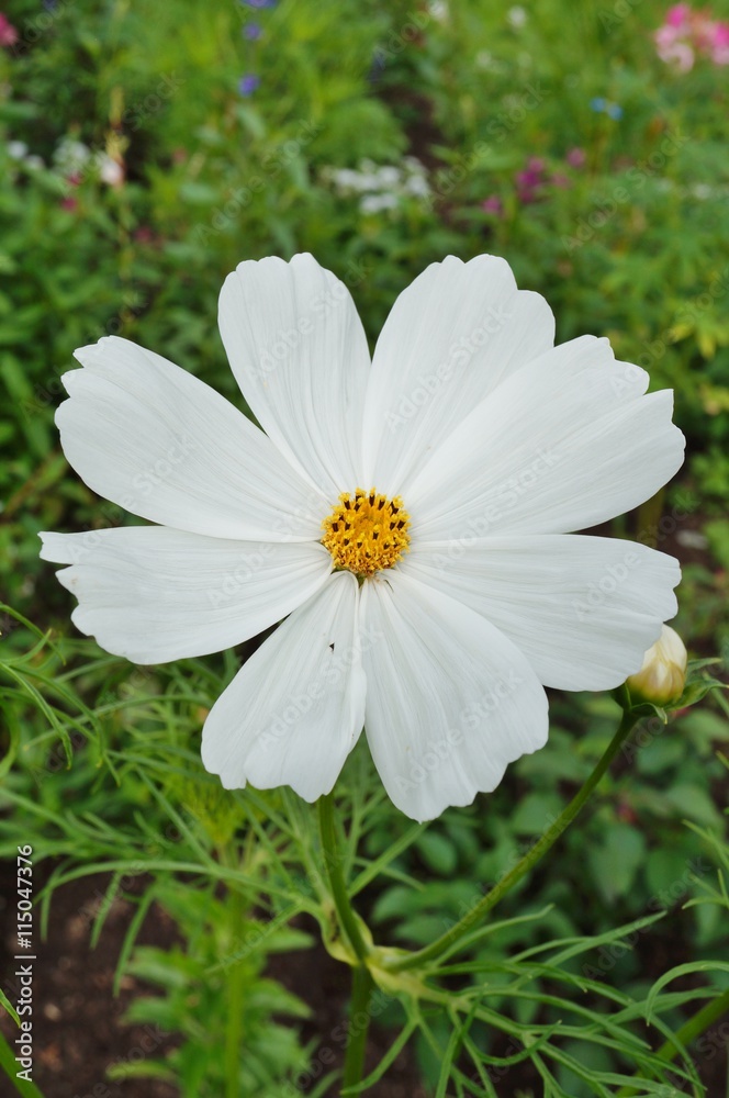 White cosmos flower White cosmos flower