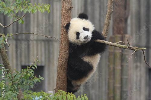 Fototapeta Naklejka Na Ścianę i Meble -  Panda