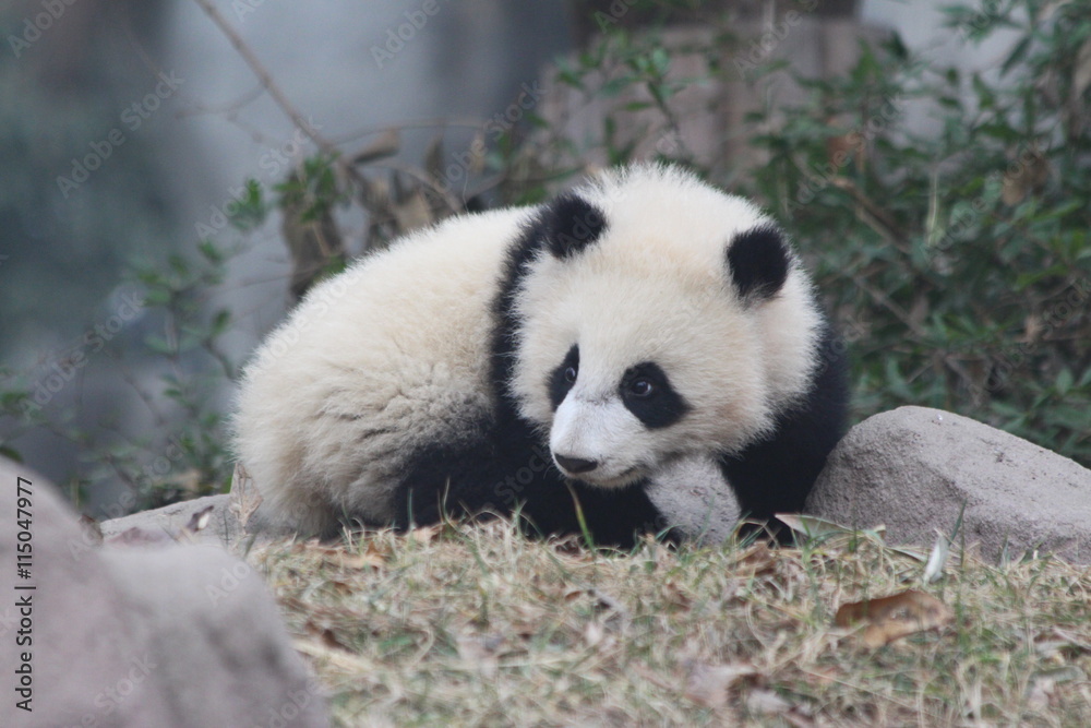 Fototapeta premium Panda