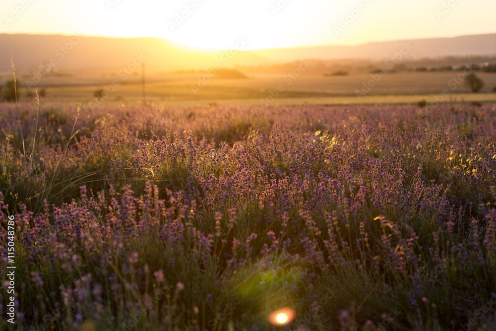 Obraz premium Sunset over a violet lavender field in Crimea