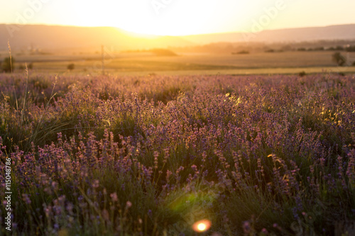 Sunset over a violet lavender field in Crimea