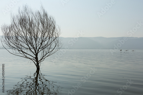 trees in Ulubat Lake, Bursa, Turkey