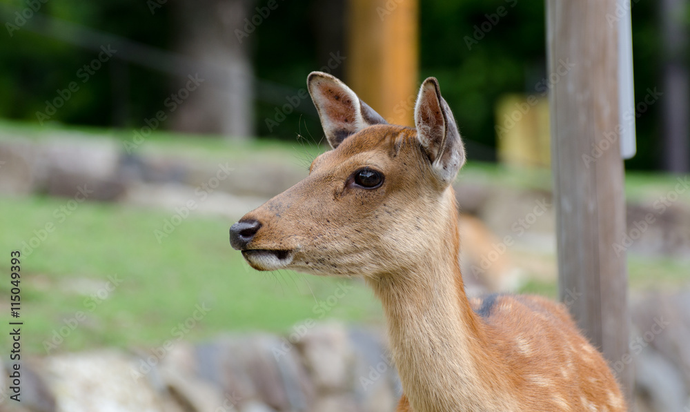 Sika Deer (Cervus nippon) at Nara. Japan Sika Deer (Cervus nippon) at Nara. Japan