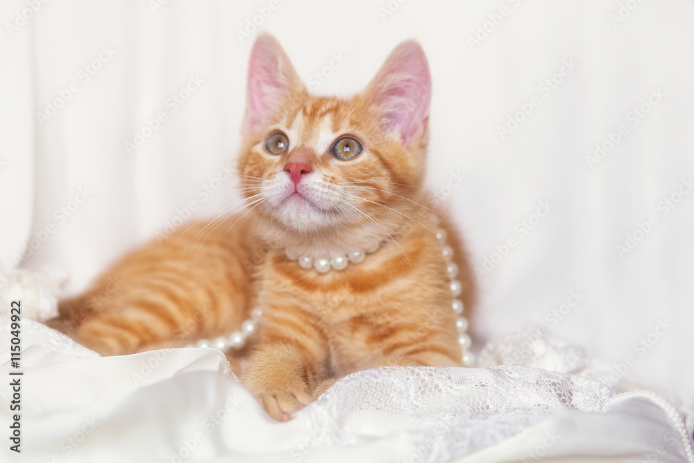 cute ginger kitten with pearl and rose petals cute ginger kitten with pearl and rose petals