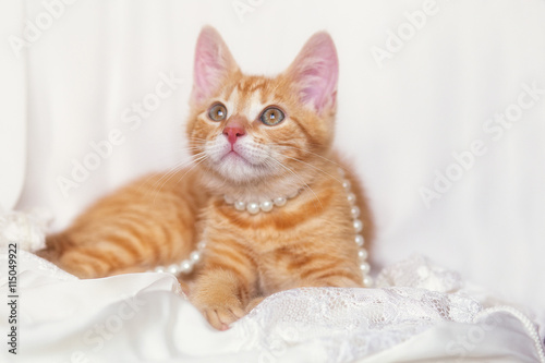 cute ginger kitten with pearl and rose petals