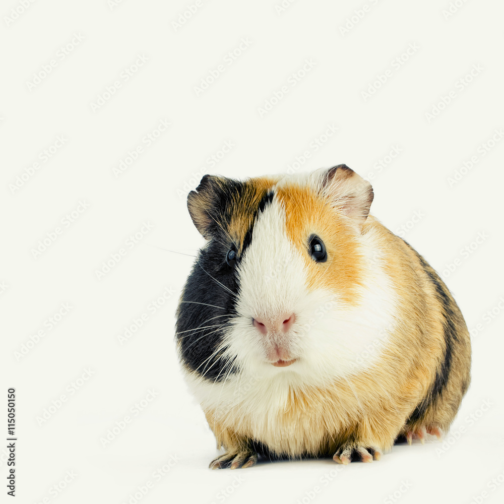 guinea guinea