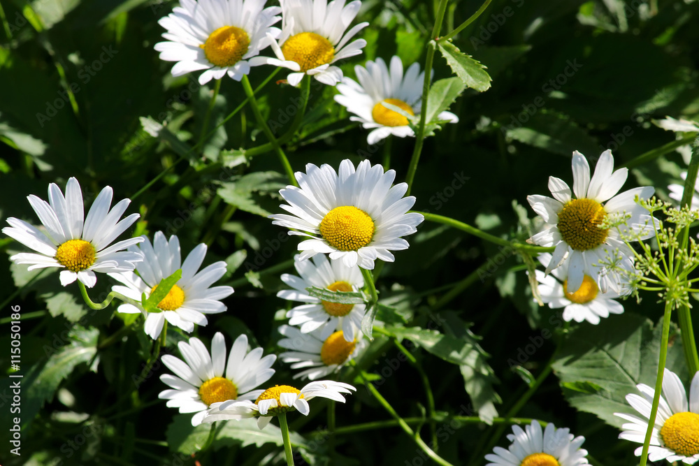 Сamomile field. Meadow of chamomile flowers of at sunlight. Natural summer background. Сamomile field. Meadow of chamomile flowers of at sunlight. Natural summer background.
