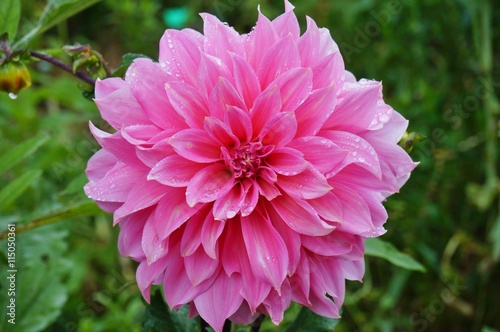 Pink dahlia flower