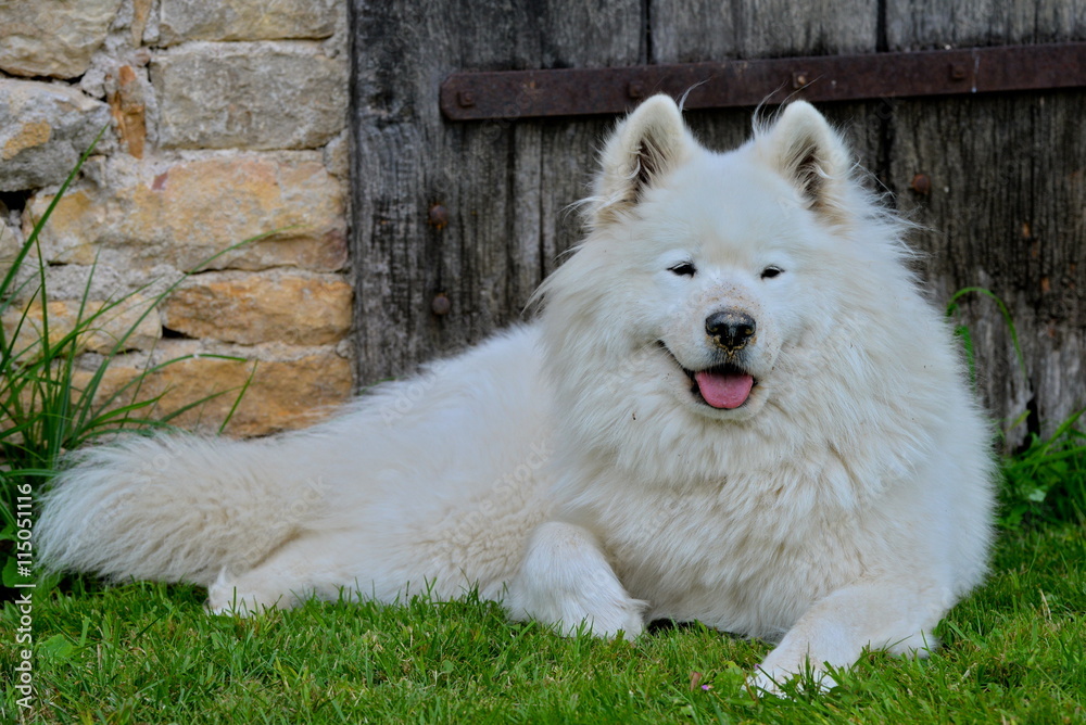 Chien blanc à poil long, samoyède Photos | Adobe Stock