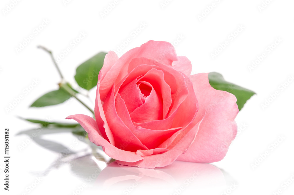 beautiful single pink rose lying down on a white background beautiful single pink rose lying down on a white background