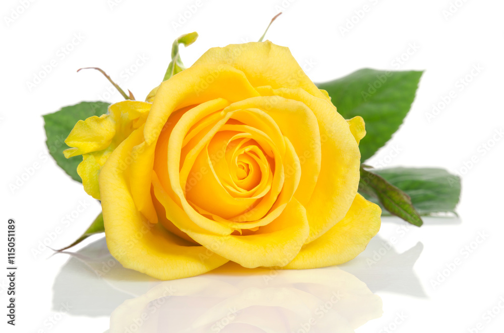 Obraz premium beautiful yellow rose isolated on white background