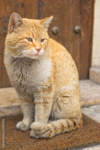 manner british shorthair cat breed