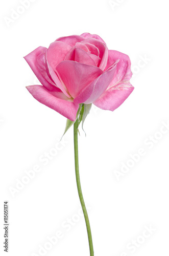 beautiful single pink rose on a white background