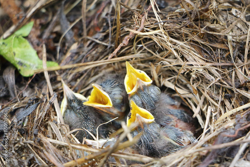 Baby birds of a bluethroat in a nest in the summer