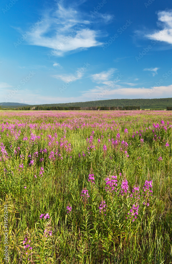 Summer Landscape with a field of blooming fireweed or willow-herb