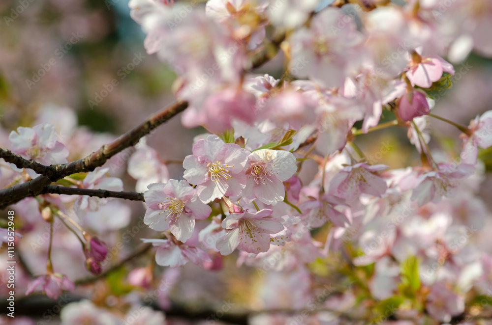 Japanese plum blooming in Tokyo Imperial Palace Japanese plum blooming in Tokyo Imperial Palace