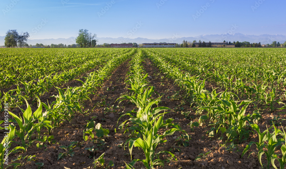 Young sprout of corn in a field