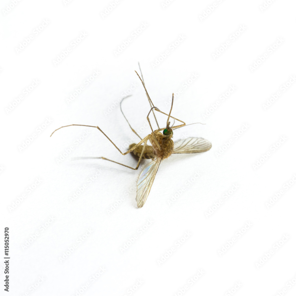 dead mosquito on white background dead mosquito on white background