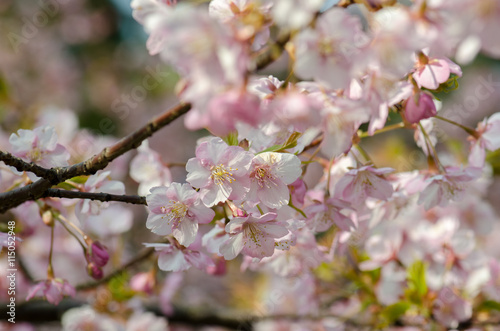 Japanese plum blooming in Tokyo Imperial Palace
