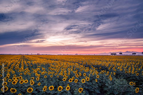 Fototapeta Naklejka Na Ścianę i Meble -  Sunflowers Field at the Sunset. Filter Applied. 