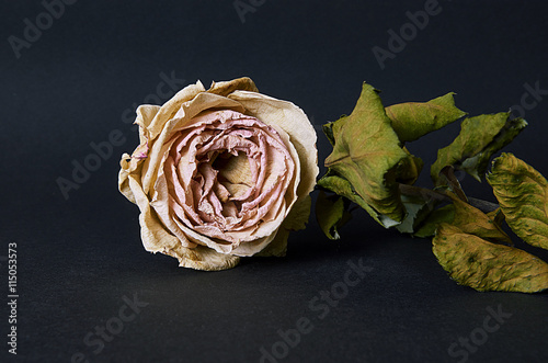 Dried rose flower on black background. Close up of withered rose. 