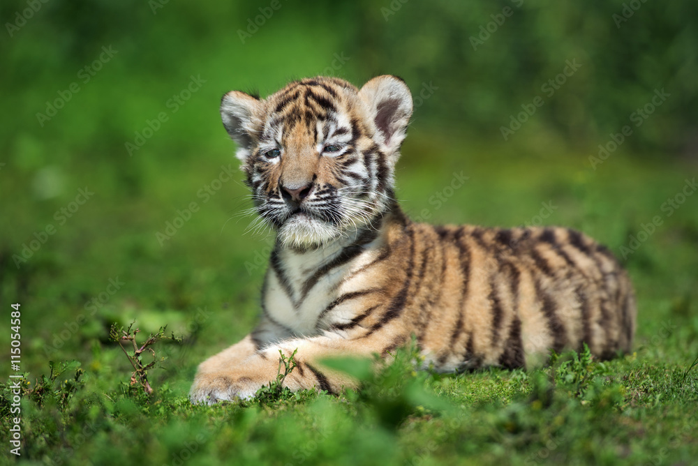 Naklejka premium urocze tygrysie amur pozowanie na trawie
