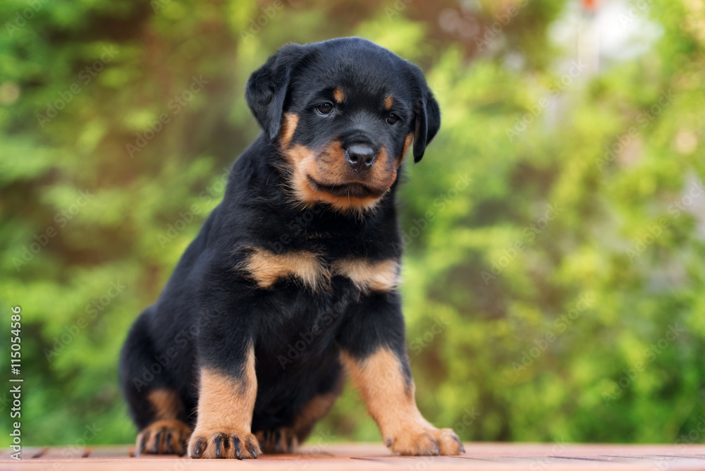rottweiler puppy posing outdoors