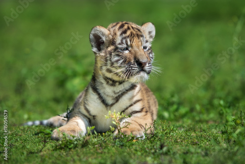 Fototapeta Naklejka Na Ścianę i Meble -  adorable amur tiger cub portrait outdoors