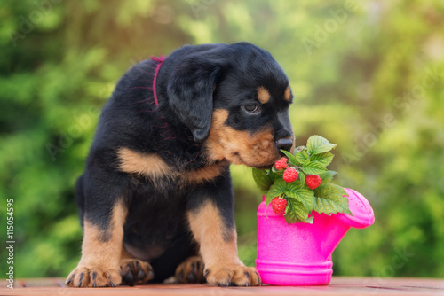 rottweiler puppy with raspberry