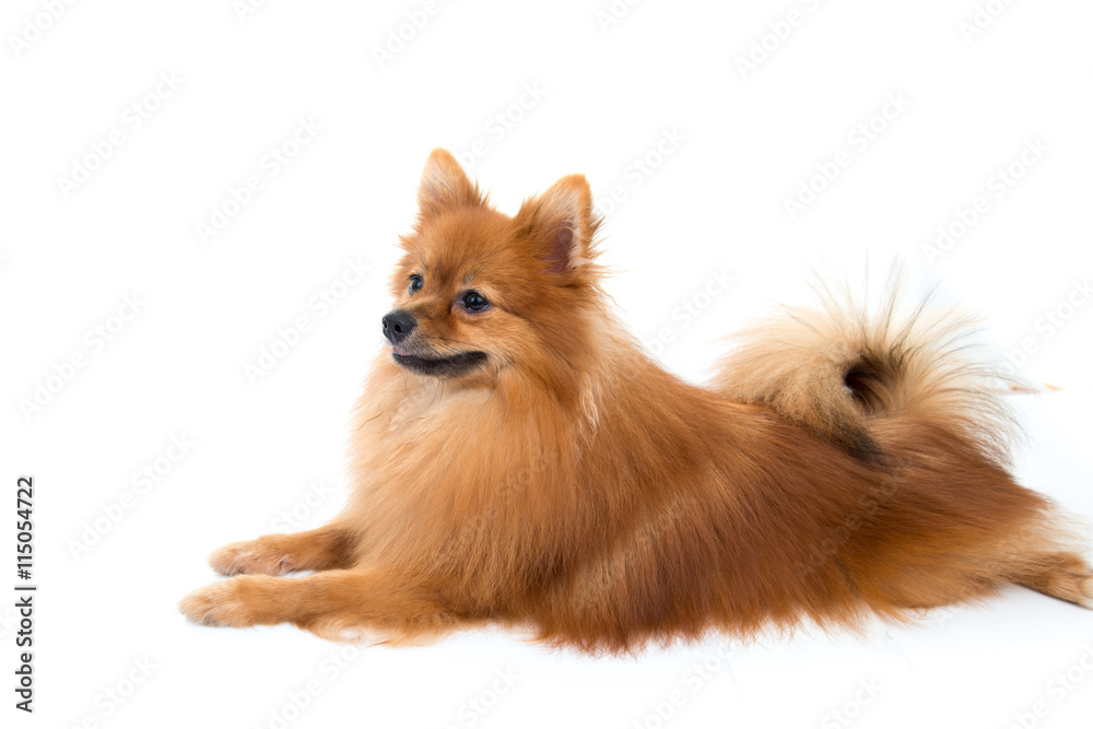 pomeranian dog stading on isolated background