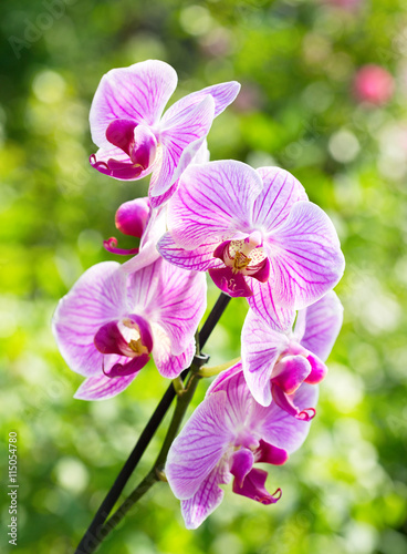 pink orchid flower