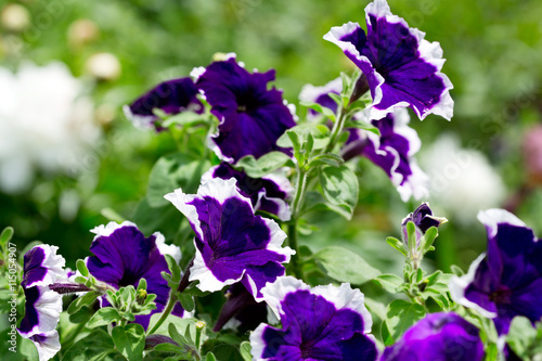 petunia flowers