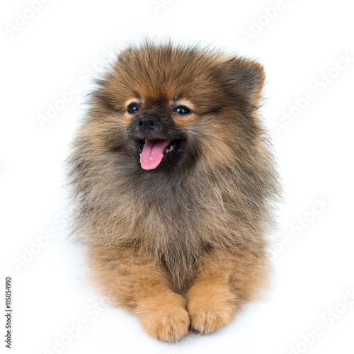 pomeranian dog sitting on isolated background