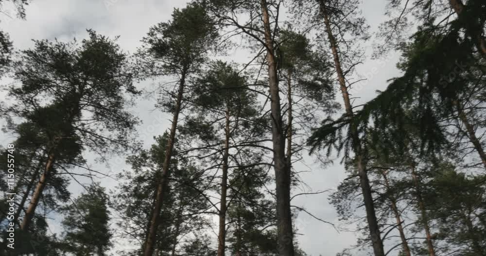 pine forest sways from the wind pine forest sways from the wind