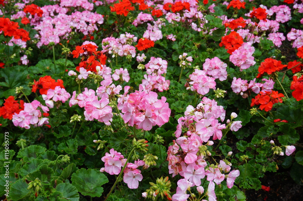 Pink and red geranium (pelargonium) flowers in bloom Pink and red geranium (pelargonium) flowers in bloom