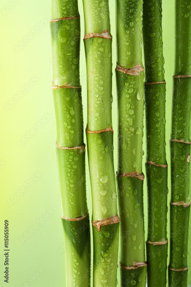Fototapeta premium green bamboo background with water drops
