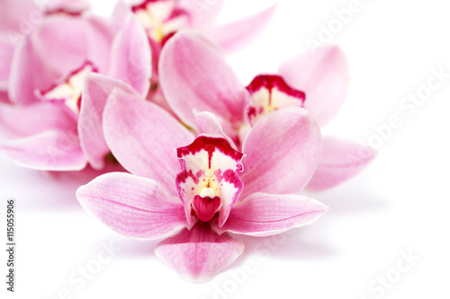 pink orchid flowers isolated on white