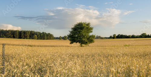 ripening corn in the field in light of the setting sun 