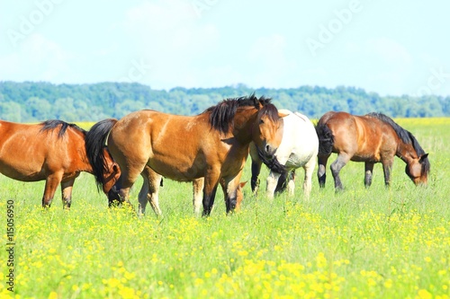 Horses on farm meadow