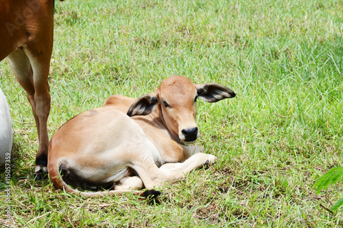 cow on green field