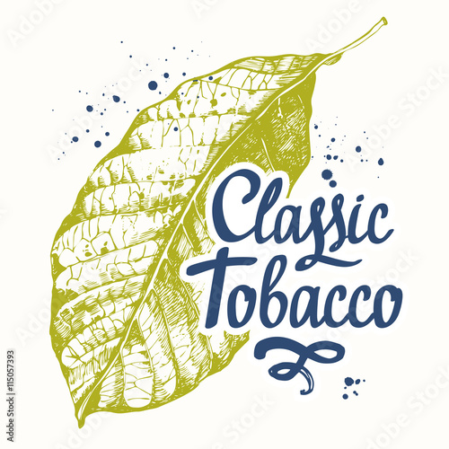 Vector illustration with tobacco leaf in sketch style. 