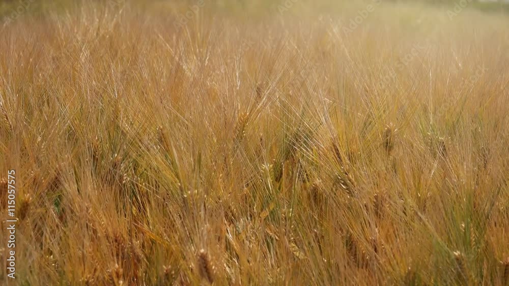 Beautiful cultivated barley field on bright sunny summer day Beautiful cultivated barley field on bright sunny summer day